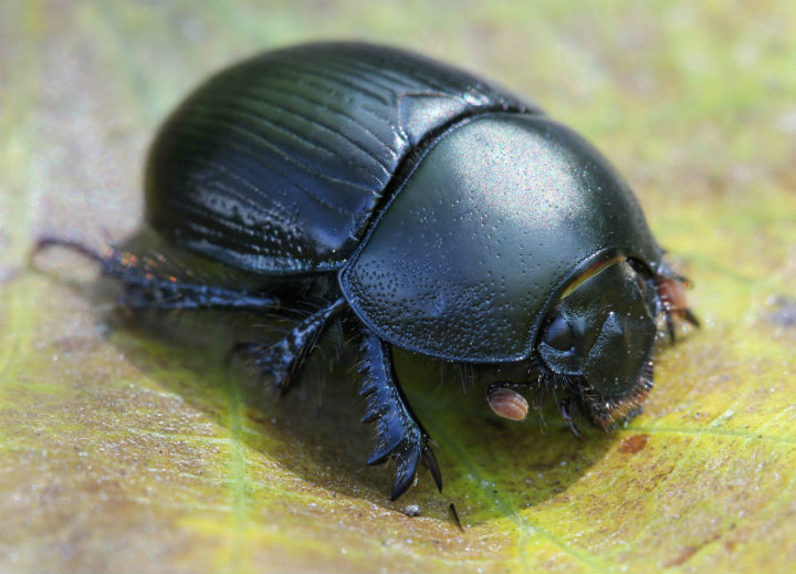  Earth Boring Beetle